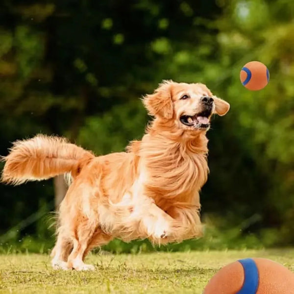 Dog Fetch Ball Toy