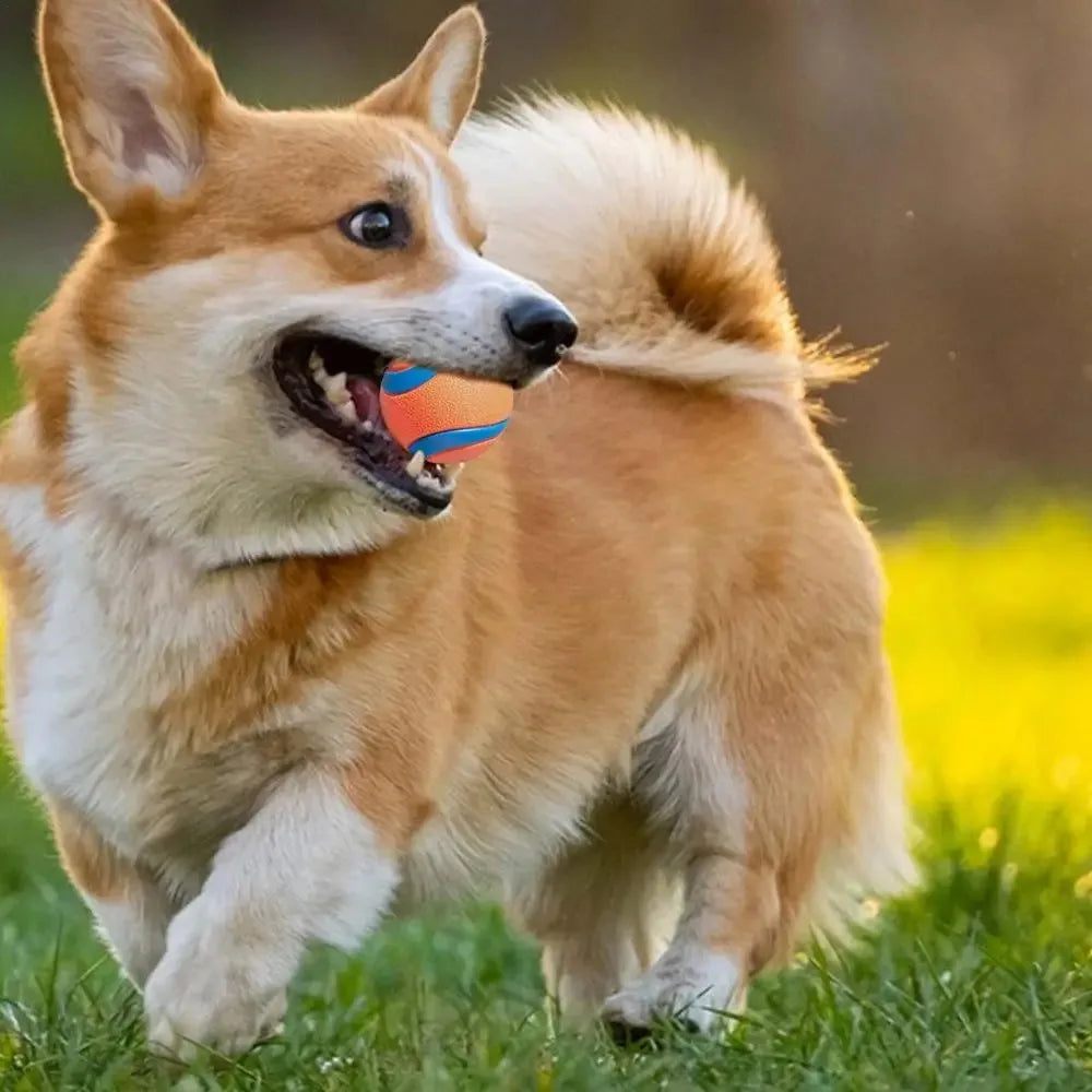 Dog Fetch Ball Toy